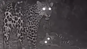 Onça-pintada e filhote são flagrados brincando em Parque Nacional do Iguaçu; assista