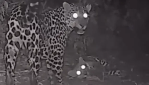 Onça-pintada e filhote são flagrados brincando em Parque Nacional do Iguaçu; assista