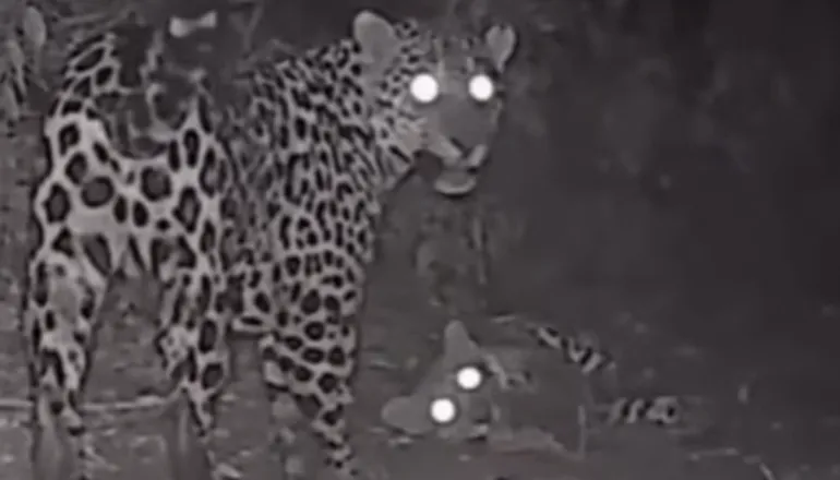Onça-pintada e filhote são flagrados brincando em Parque Nacional do Iguaçu; assista
