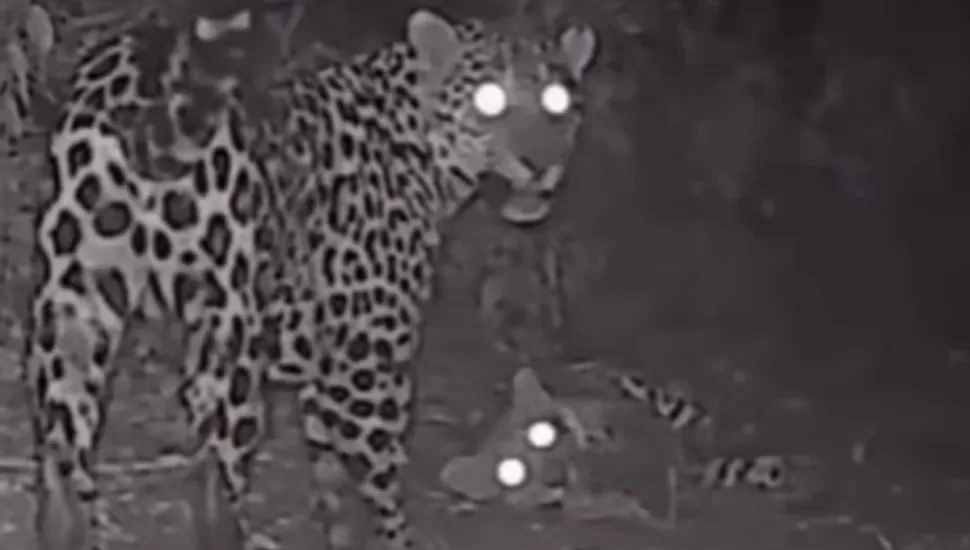 Câmera flagra onça-pintada brincando com filhote em área de conservação no Iguaçu