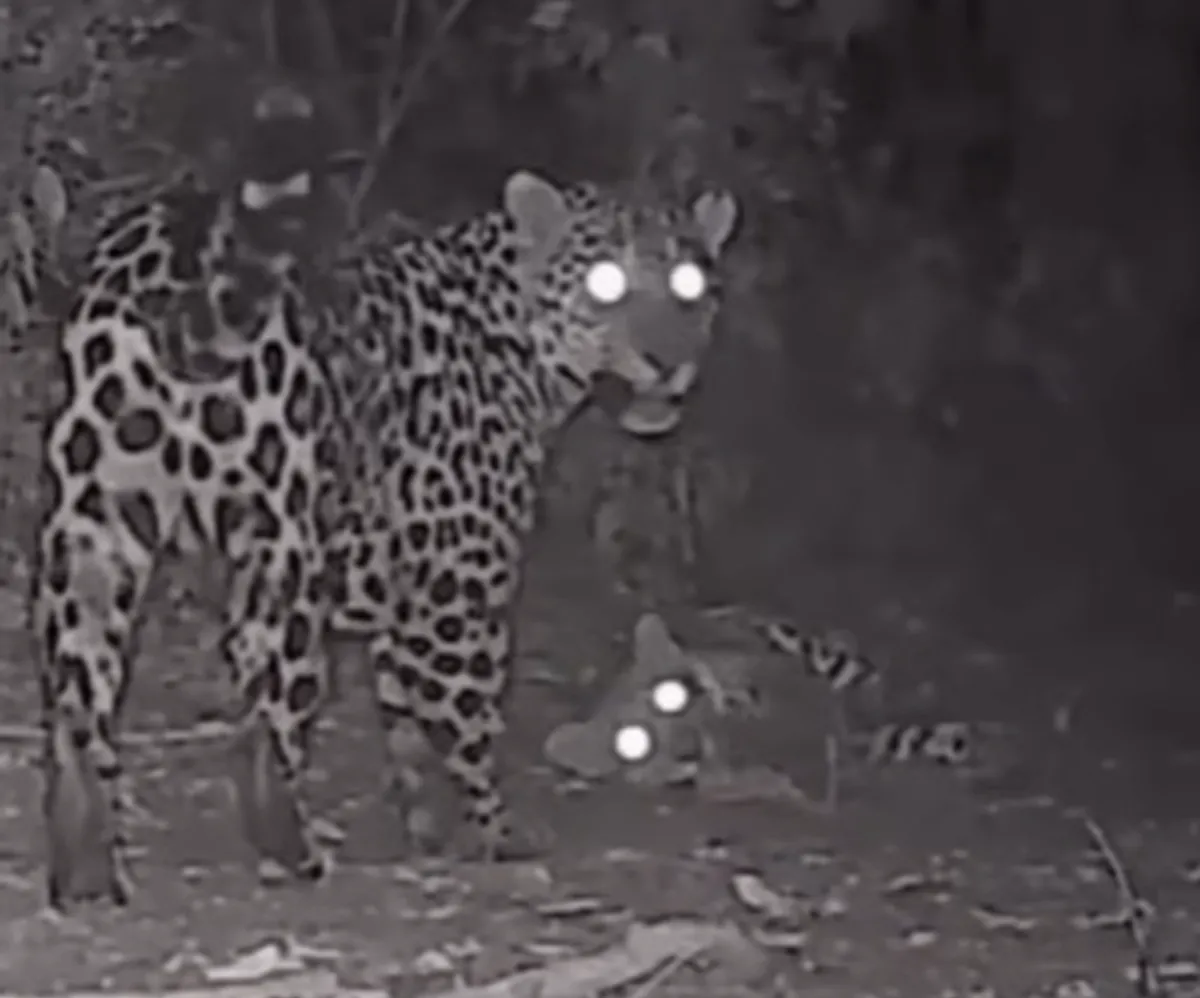 Câmera flagra onça-pintada brincando com filhote em área de conservação no Iguaçu