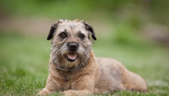 Border terrier: uma raça de cachorro que se destaca pela coragem e alegria
