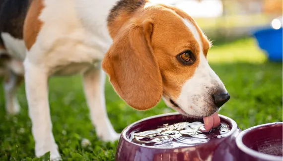 Animais de estimação sofrem com tempo seco: saiba como protegê-los neste período