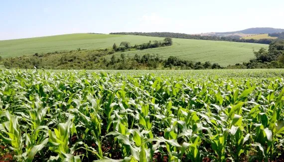 O risco no prato: como a queda da população rural pode afetar a diversidade de alimentos