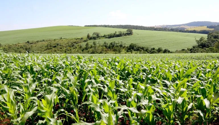 O risco no prato: como a queda da população rural pode afetar a diversidade de alimentos