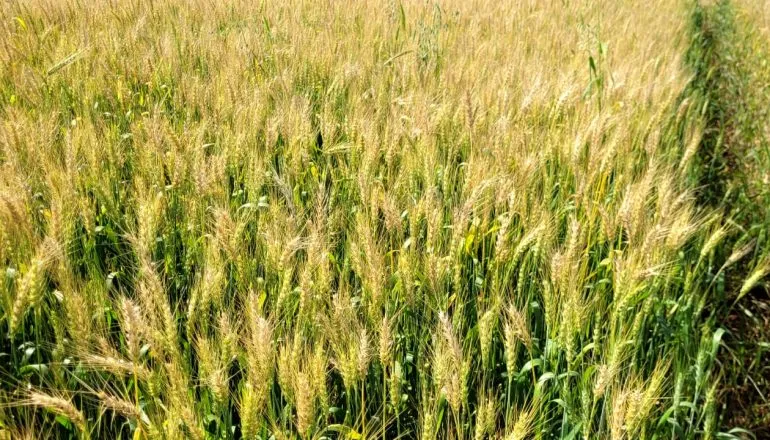 Trigo no Paraná - colheita de trigo deve ser 1,6 milhão de tonelada menor essa safra