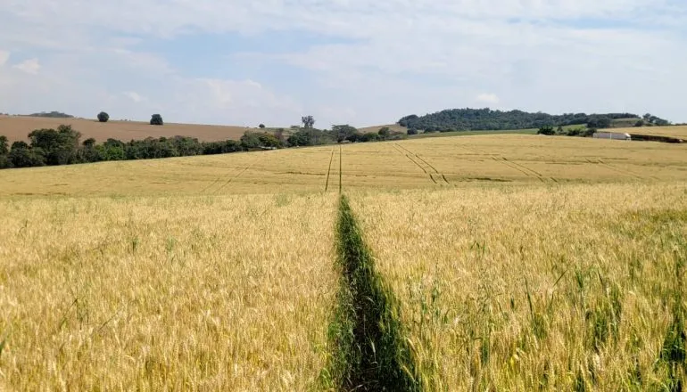 Trigo no Paraná - colheita de trigo deve ser 1,6 milhão de tonelada menor essa safra