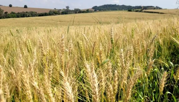 Vai faltar pão? Paraná terá déficit de 1,6 milhão de toneladas de trigo