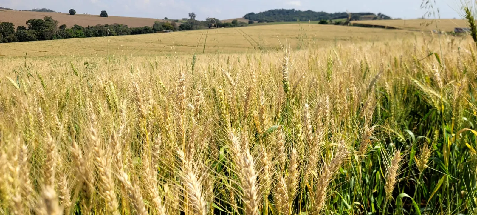 Trigo no Paraná - colheita de trigo deve ser 1,6 milhão de tonelada menor essa safra