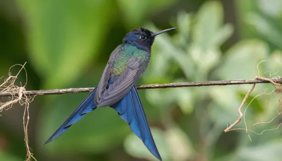 Aves brasileiras: 7 espécies mais bonitas do país