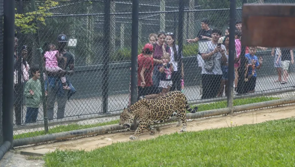 A imagem mostra visitantes próximos ao recinto da onça-pintada, no Zoológico de Curitiba