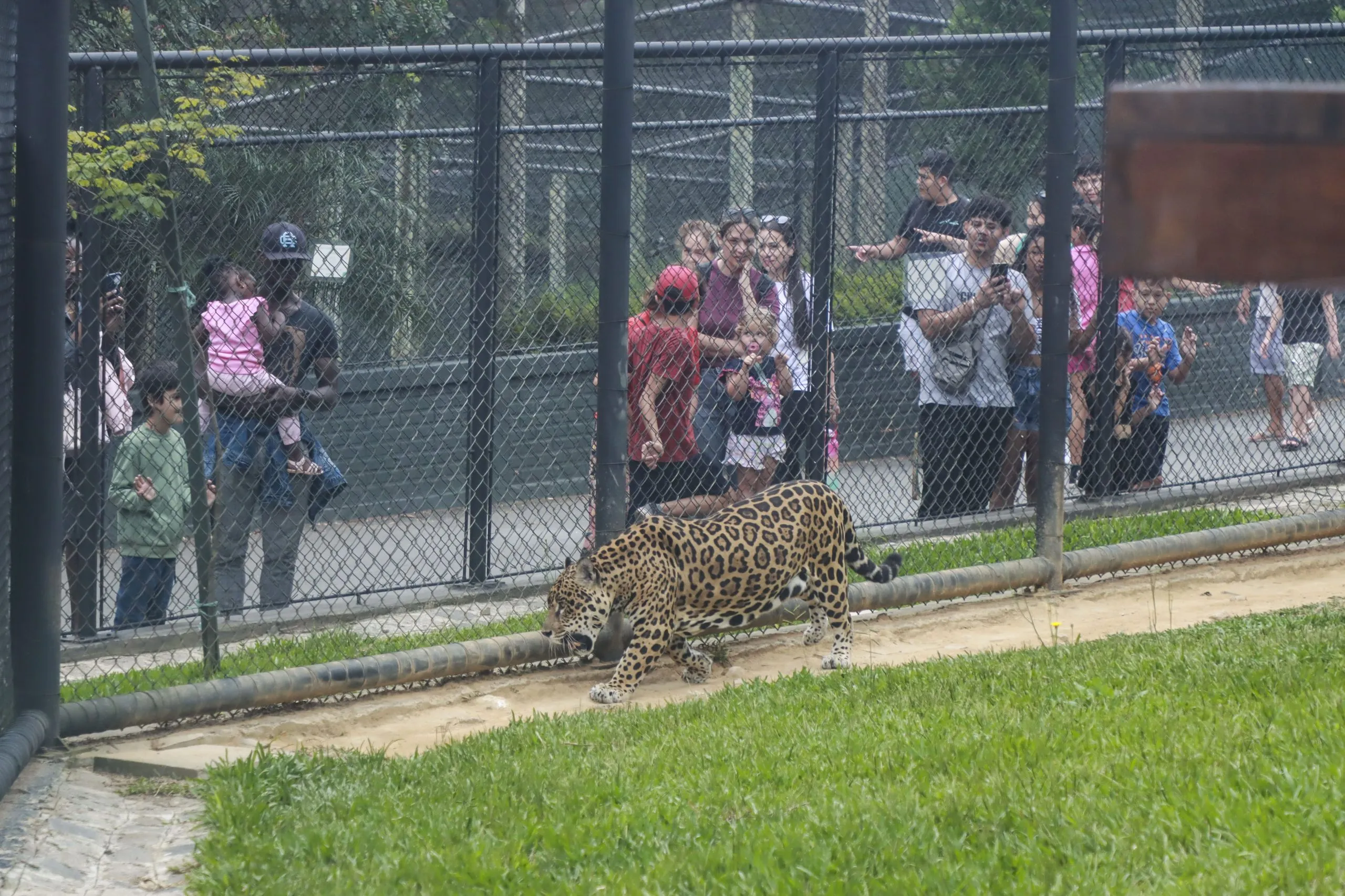A imagem mostra visitantes próximos ao recinto da onça-pintada, no Zoológico de Curitiba