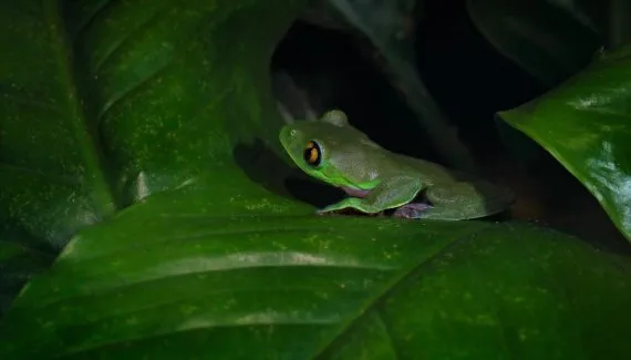 Vírus faz população de animal nativo da Mata Atlântica despencar 83%