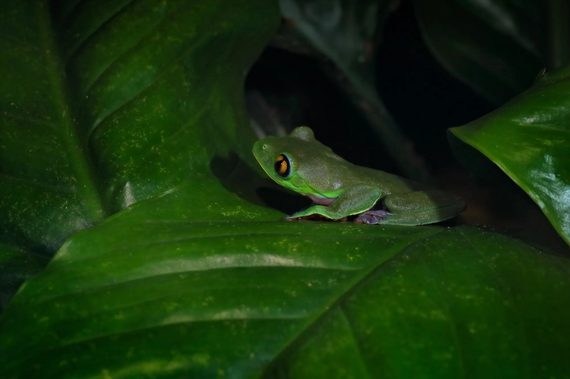Vírus provoca queda de 83% em população de perereca nativa da Mata Atlântica