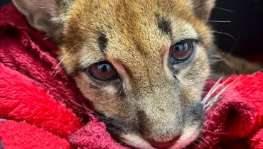 Fotografia do rosto de um filhote de felino de onça-parda, aninhado sobre um cobertor felpudo vermelho. O animal está deitado com a cabeça baixa, olhando diretamente para a câmera com olhos grandes e escuros. É possível ver bigodes brancos longos se destacando contra o fundo escuro desfocado atrás dele. As orelhas estão eretas, uma virada para frente e outra levemente para o lado.