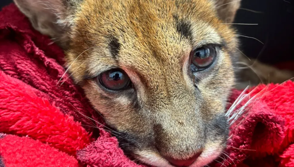 Fotografia do rosto de um filhote de felino de onça-parda, aninhado sobre um cobertor felpudo vermelho. O animal está deitado com a cabeça baixa, olhando diretamente para a câmera com olhos grandes e escuros. É possível ver bigodes brancos longos se destacando contra o fundo escuro desfocado atrás dele. As orelhas estão eretas, uma virada para frente e outra levemente para o lado.
