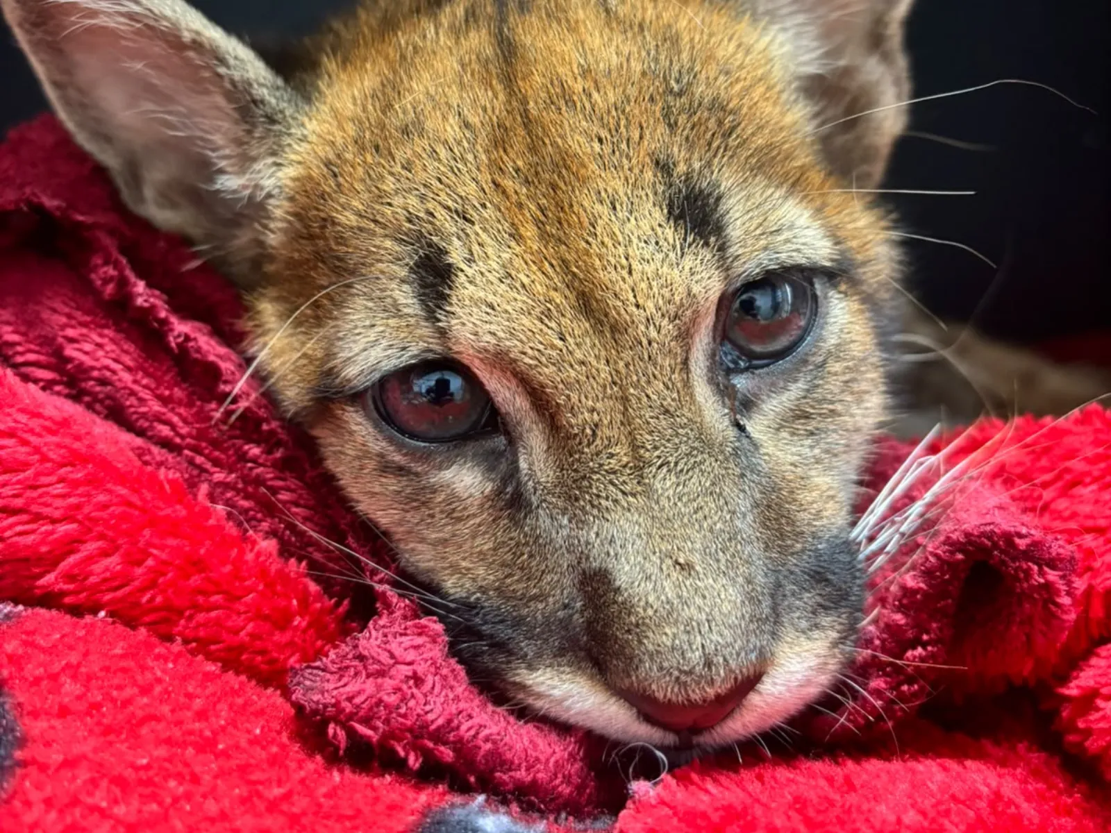 Fotografia do rosto de um filhote de felino de onça-parda, aninhado sobre um cobertor felpudo vermelho. O animal está deitado com a cabeça baixa, olhando diretamente para a câmera com olhos grandes e escuros. É possível ver bigodes brancos longos se destacando contra o fundo escuro desfocado atrás dele. As orelhas estão eretas, uma virada para frente e outra levemente para o lado.