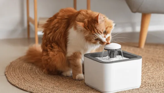 Seu pet está bebendo água o suficiente? Saiba como acompanhar a quantidade ingerida