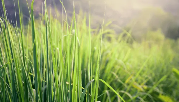 Para que serve a erva-cidreira? 8 benefícios da planta para a saúde