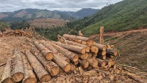 Disputa por madeira ameaça áreas públicas e causa risco de R$ 1 bilhão ao Paraná