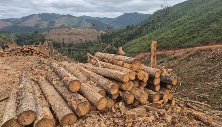 Disputa por madeira ameaça áreas públicas e causa risco de R$ 1 bilhão ao Paraná