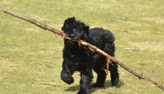 Bouvier des Flandres: esse cão gigante e inteligente é o companheiro ideal para sua família