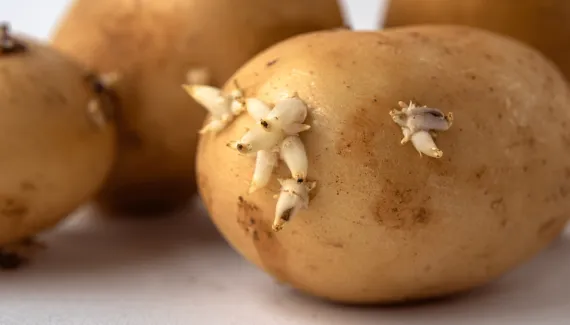 Batatas germinadas são seguras para consumo? Veja quais cuidados tomar com os brotos do alimento