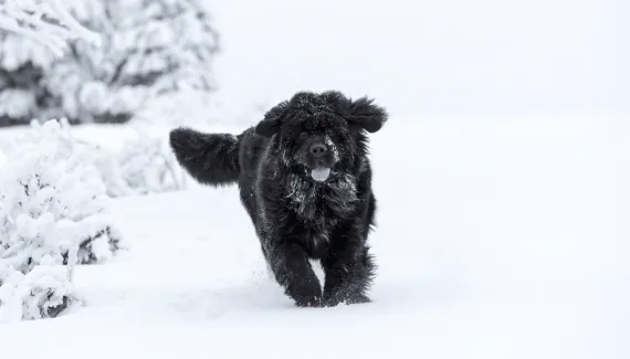 Do labrador ao terra-nova: você conhece os cães originários do Canadá?