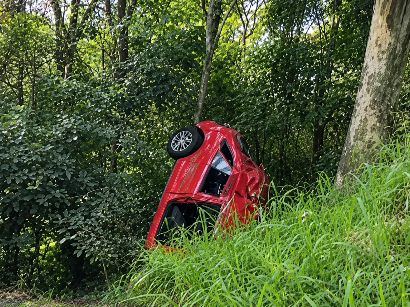 Fotografia em ambiente natural mostrando um carro vermelho capotado de lado em uma ribanceira. O veículo está inclinado entre a vegetação densa e troncos de árvores, com uma das rodas virada para cima. Em primeiro plano, há grama verde alta cobrindo a base do barranco, e ao fundo, diversas árvores e folhagens cobrem toda a cena.