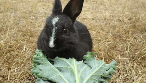 O que coelho não pode comer? Veja 7 alimentos perigosos para esse animal