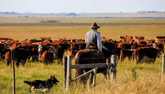 Três cidades do Paraná superam R$ 4 bilhões em produção agropecuária