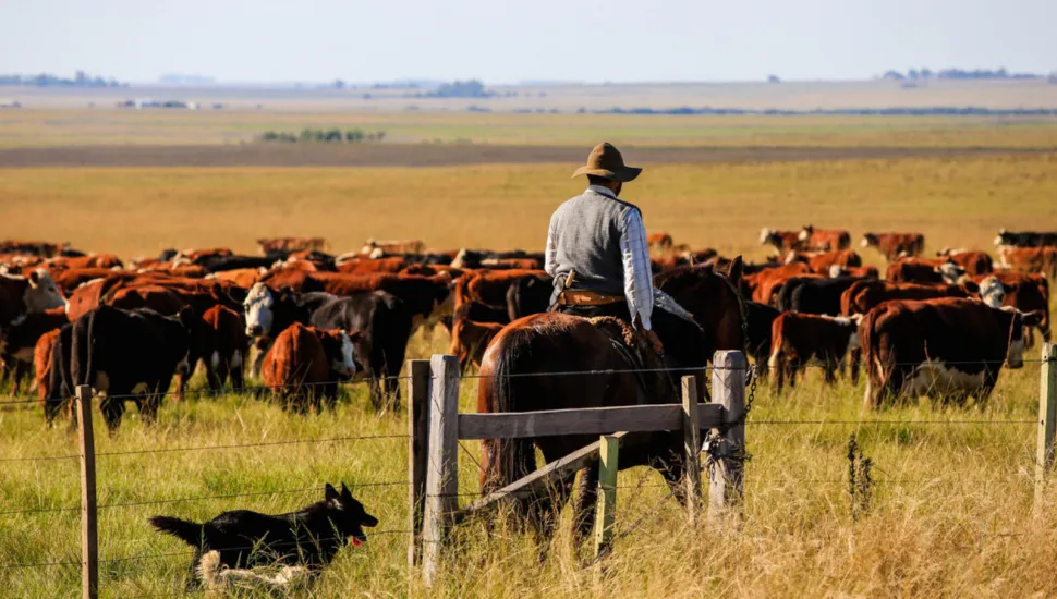 Fotografia em campo aberto mostrando um homem a cavalo conduzindo um rebanho de gado. O cavaleiro, visto de costas, usa chapéu e colete sobre camisa clara, montando um cavalo castanho. Em primeiro plano, no canto esquerdo, há um cão preto correndo no gramado próximo a uma cerca de arame e moirões de madeira. Ao fundo, centenas de bois e vacas de pelagem castanha e preta estão espalhados pela vasta pastagem sob um céu limpo.