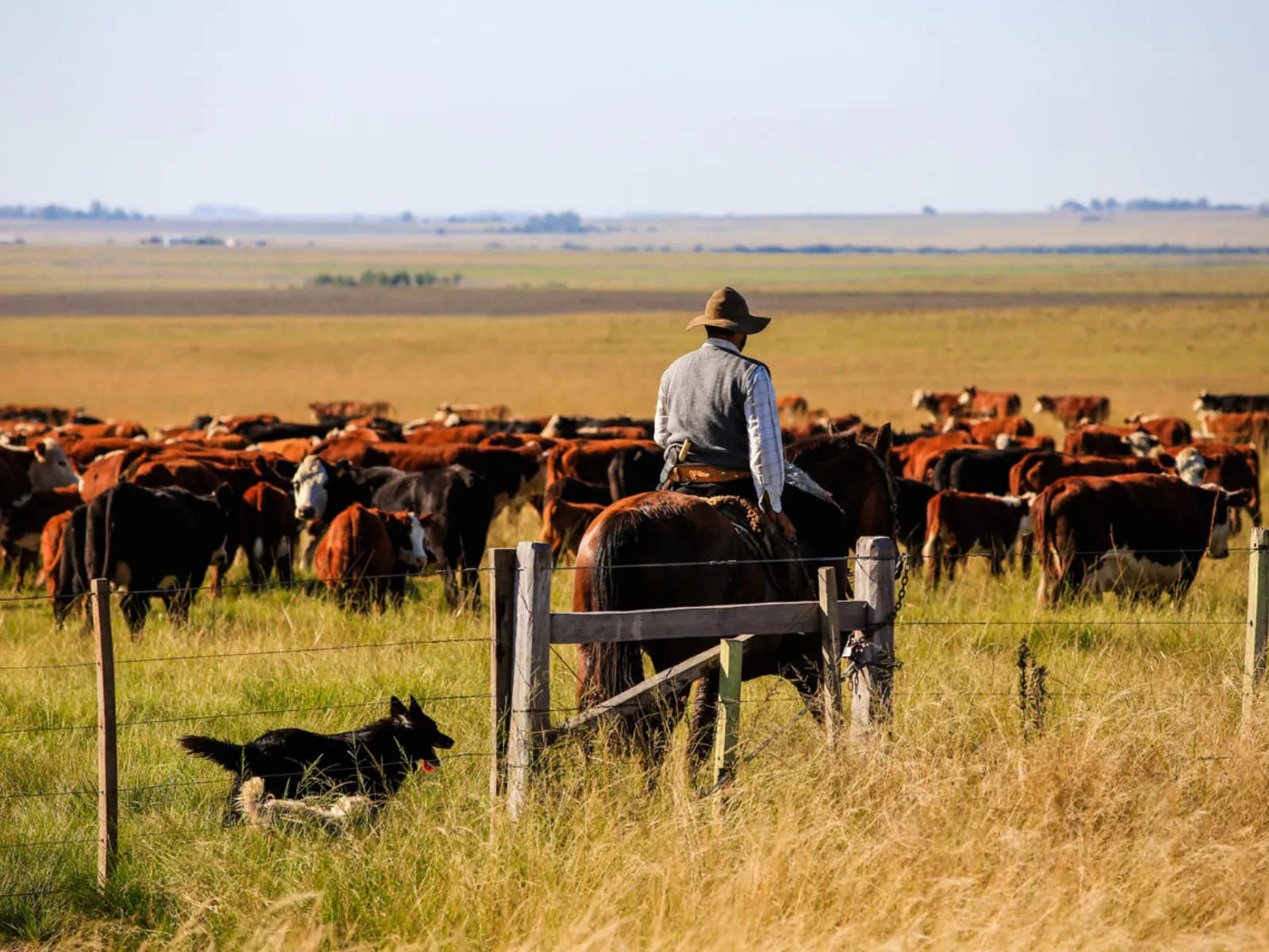 Fotografia em campo aberto mostrando um homem a cavalo conduzindo um rebanho de gado. O cavaleiro, visto de costas, usa chapéu e colete sobre camisa clara, montando um cavalo castanho. Em primeiro plano, no canto esquerdo, há um cão preto correndo no gramado próximo a uma cerca de arame e moirões de madeira. Ao fundo, centenas de bois e vacas de pelagem castanha e preta estão espalhados pela vasta pastagem sob um céu limpo.