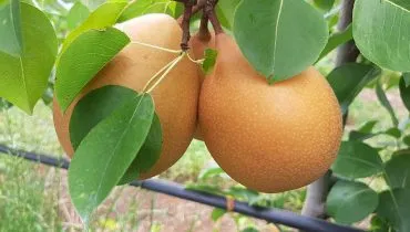 Imagem mostra a nova espécie de pera desenvolvida pela Embrapa.