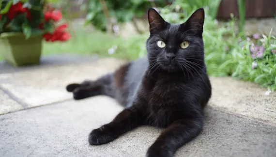 Gatos conseguem ver fantasmas? Conheça essa e outras crendices associadas aos felinos 