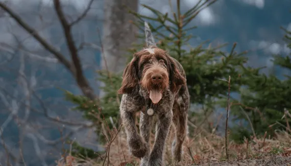 Cesky fousek: essa raça de cachorro se destaca pelo visual rústico e pela natureza astuta 