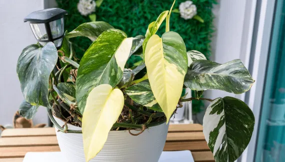 Excesso de água, pragas e falta de nutrientes podem deixar a planta amarelada; veja como resolver o problema