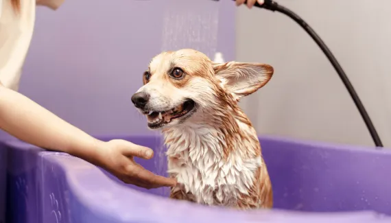 Seu cachorro toma banho na frequência certa? Veja 6 fatores que ajudam a descobrir