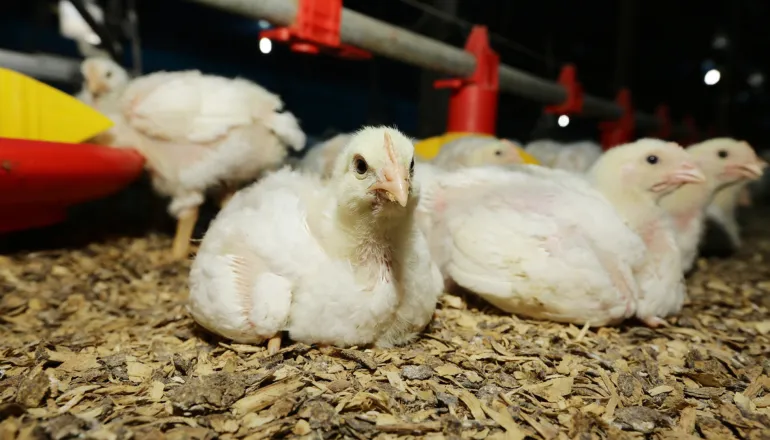 Como o veto europeu à importação de carnes brasileiras pode impactar o Paraná?