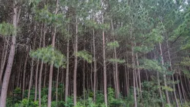 Pinus completa 120 anos no Brasil sob a pior crise tarifária do setor