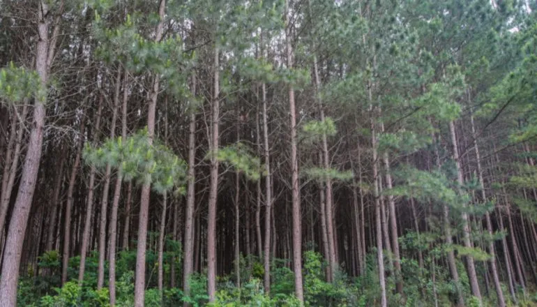 Pinus completa 120 anos no Brasil sob a pior crise tarifária do setor