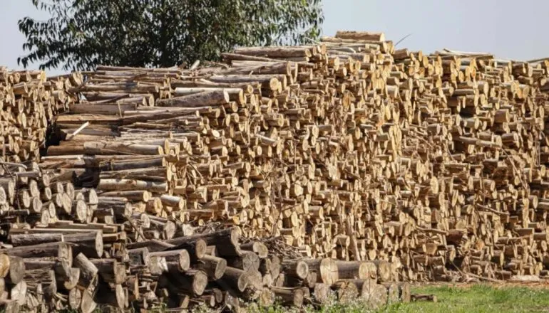 tarifaço madeira Paraná / pilha com toras de madeira no campo