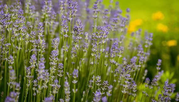 Lavanda ajuda a relaxar? Conheça 7 benefícios da planta para a saúde