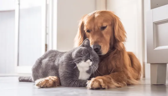Seu pet está ansioso? Veja cuidados para tornar a rotina de cães e gatos mais tranquila