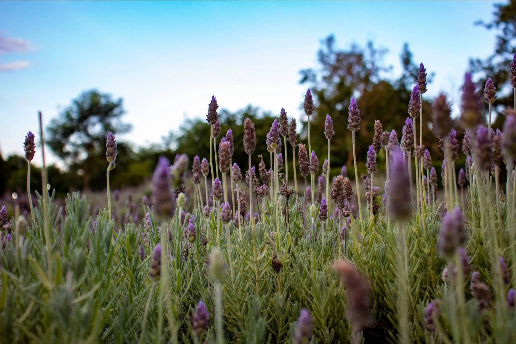 A imagem mostra uma plantação de lavanda.