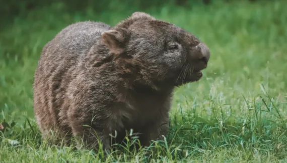 Por que a bolsa do vombate é virada para trás? Conheça essa e outras curiosidades sobre o animal 
