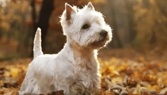 Pequenos, grandes e cheios de personalidade: conheça raças de cachorro que nasceram na Escócia