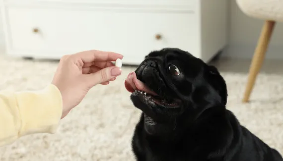 Parece inofensivo, mas pode fazer mal: 7 soluções caseiras perigosas para cães e gatos 