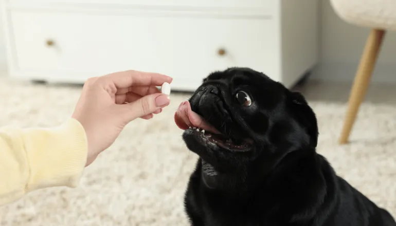 Parece inofensivo, mas pode fazer mal: 7 soluções caseiras perigosas para cães e gatos 