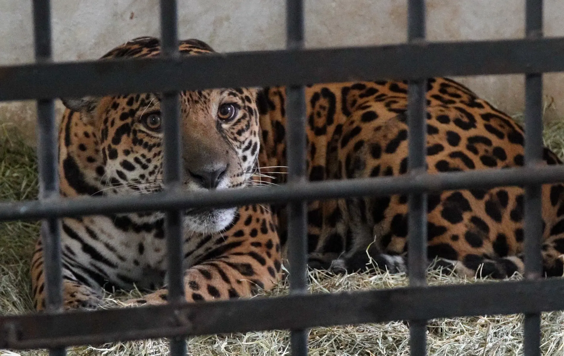 Fotografia em plano médio de uma onça-pintada deitada no chão de um recinto, vista por trás das grades de ferro de uma gaiola ou cativeiro. O felino possui pelagem amarelada com manchas e rosetas pretas características, olhos castanhos atentos direcionados para a frente e Bigodes claros visíveis. O animal repousa sobre uma camada de palha seca em um ambiente de tom neutro, com as barras metálicas escuras da grade em primeiro plano cortando parcialmente a imagem na horizontal e na vertical.
